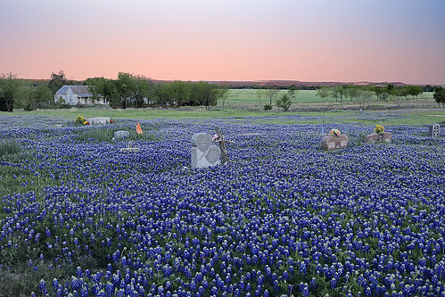 texas strawn palopintocounty mtmarioncemetery sunset bluebonnets flowers spring gravestones lupinustexensis texasbluebonnets wyojones np