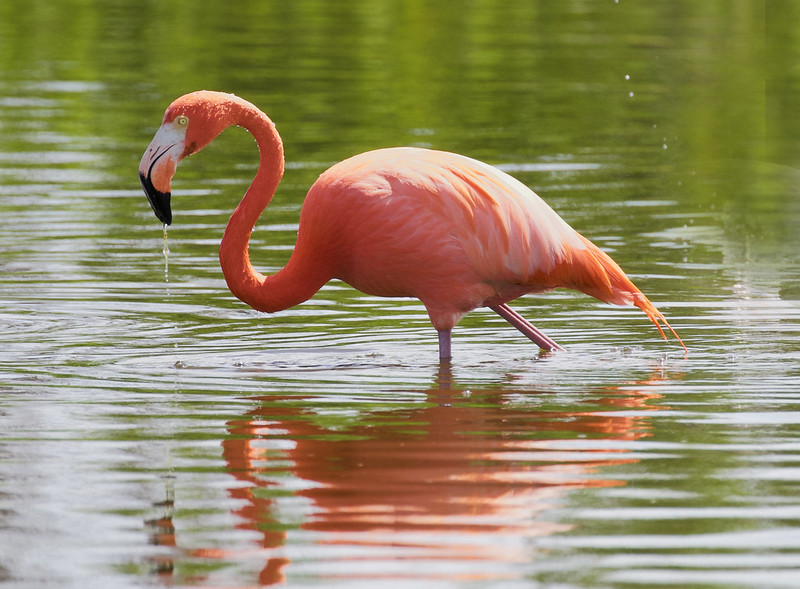 American Flamingo, Phoenicopterus ruber Ascanio_Cuba 2 199A1358