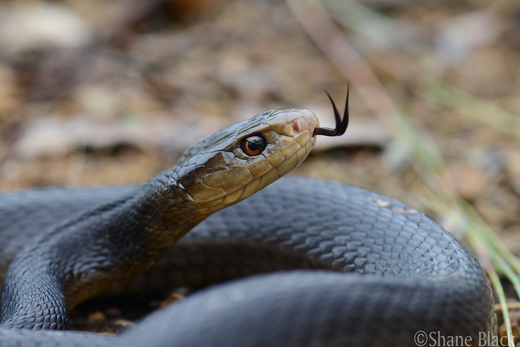 most venomous snakes in the world - death adder - most dangerous snake in the world - Coastal Taipan