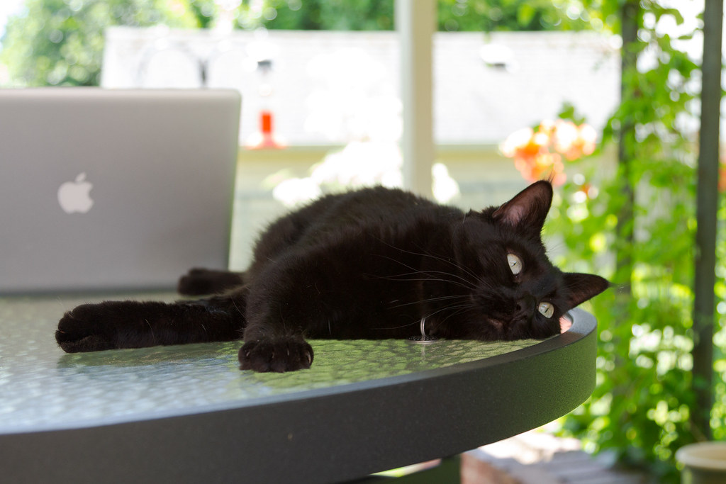 Our black cat Emma rests on the glass table on the patio in our backyard in Portland, Oregon
