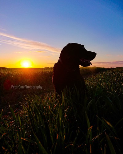 labrador working dog workingdog blacklabrador canine yorkshire petercarrphotography gundog retriever labradorretriever walking walk sunrise field crops flickrpete1074