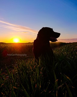 *The Black Labrador sits in the field, with sun rising behind. Blue sky and a whisp of cloud as a backdrop. The dog's breath showing on the cool morning air*