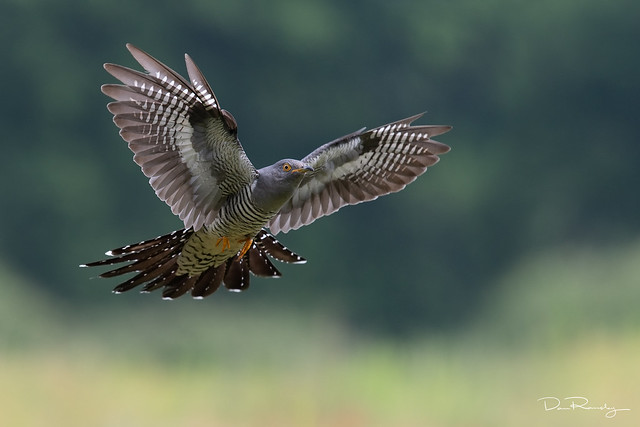 Cuckoo In Flight
