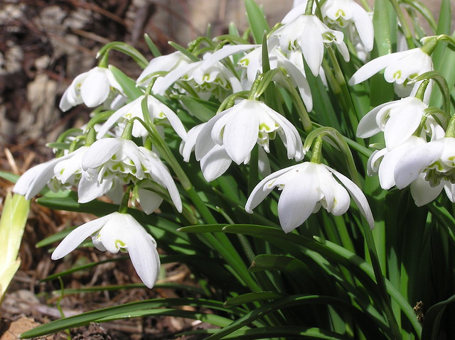 Galanthus nivalis var plena