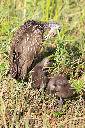 Limpkin adult with chick