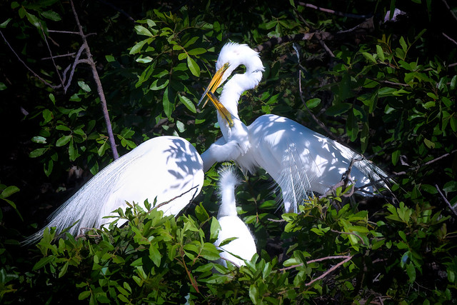 Great egret family at Venice Rookery, Venice, Florida