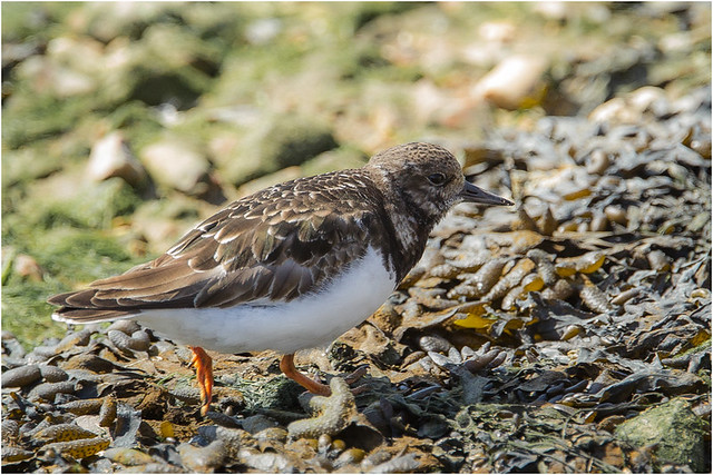 Turnstone on the Foreshore