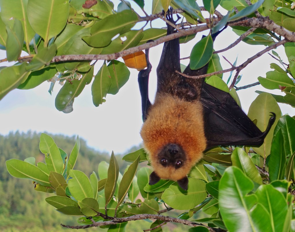 Are Bats Mammals? Unveiling the Truth About Flying Mammals