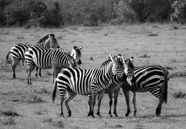 Zebra Afternoon Huddle