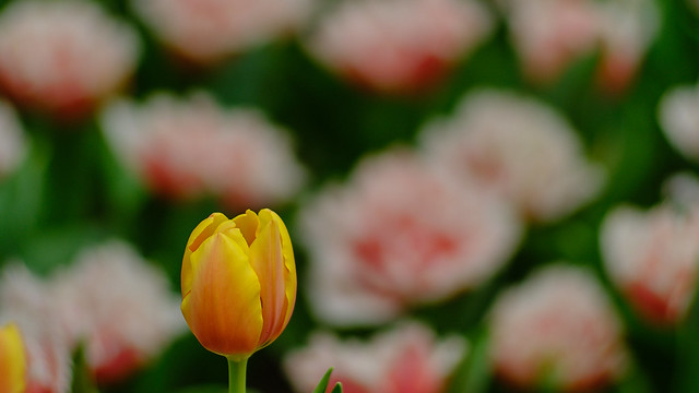 Tulip Yellow among pinks