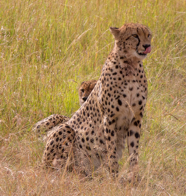 Cheetah, Maasai Mara