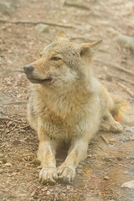 European Wolf. Lupo Europeo. (Canis Lupus Lupus).
