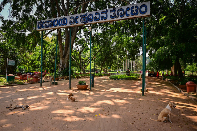 Stray Dogs at Lalbagh Botanical Garden - Bangalore India