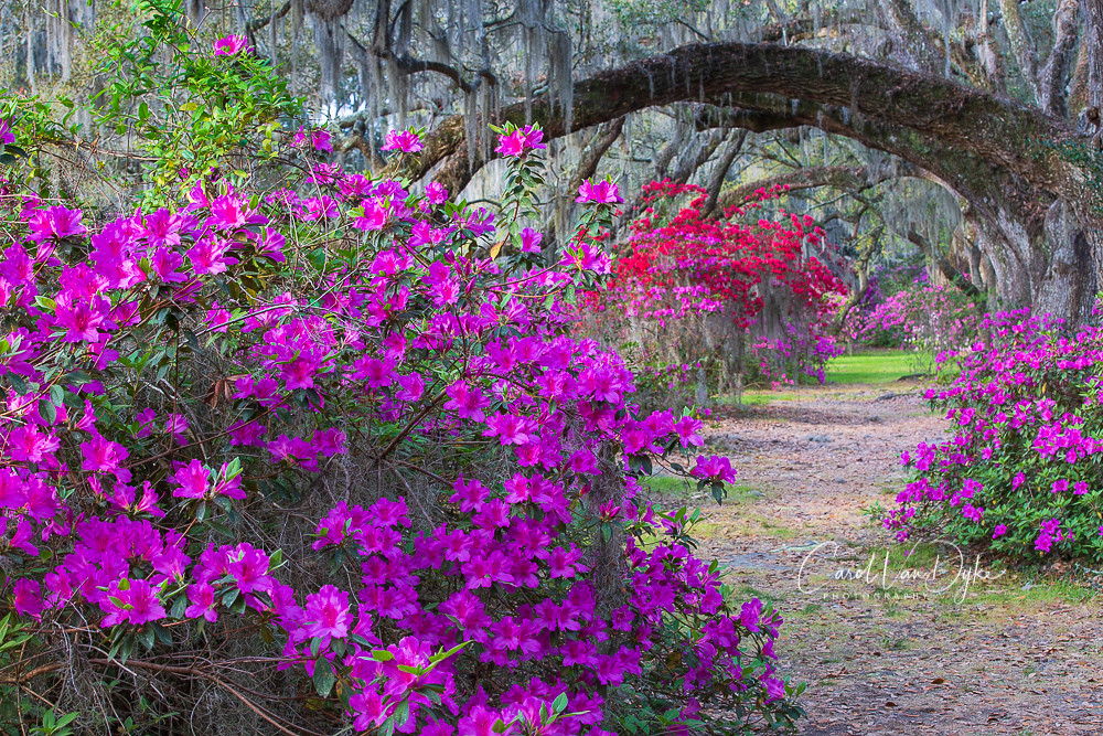 Spring Fling | Azaleas in bloom beneath live oak trees at Ma… | Flickr