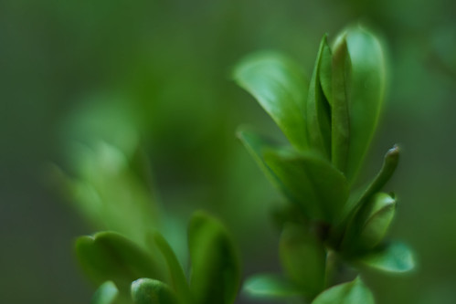 Spring I | by Michal Zawolek