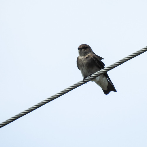 bird northernroughwingedswallow stelgidopteryxserripennis