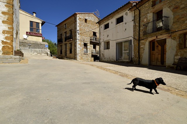 Teckel ibérique de teinte noire, sobrement vêtu d'un collier en plastique aux couleurs de l'Espagne, traversant en diagonale la place du village de Fredes, par temps chaud.