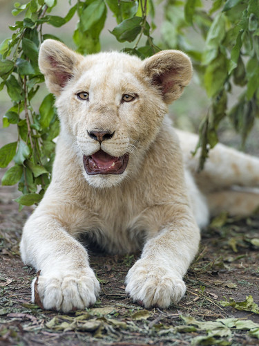 Happy white cub | A white cub resting and posing, looking ha… | Flickr