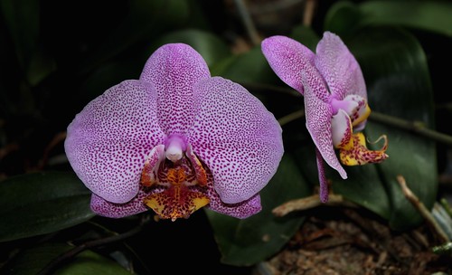 pélorisme chez les orchidées 47719111422_3802bf35b2