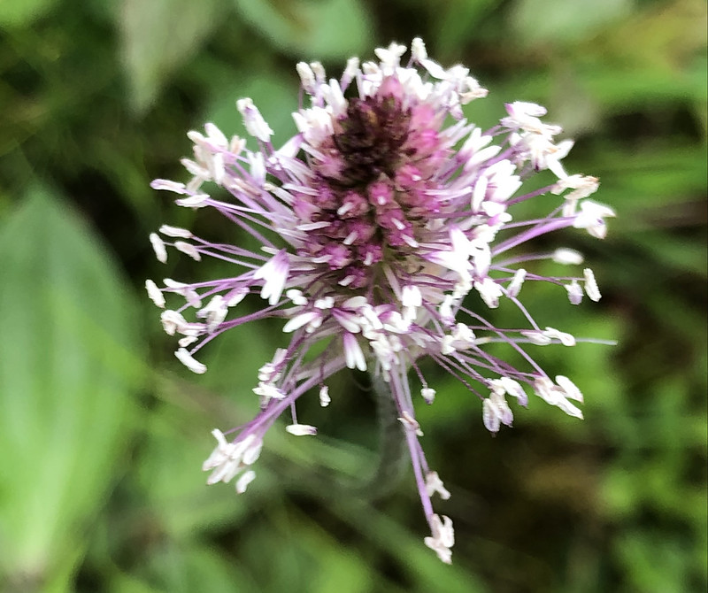 Wild Flower (marshallium?)