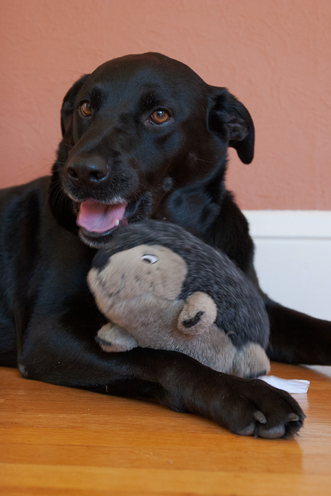 Our dog Ellie plays with her stuffed hedgehog dog toy as it falls across her front leg