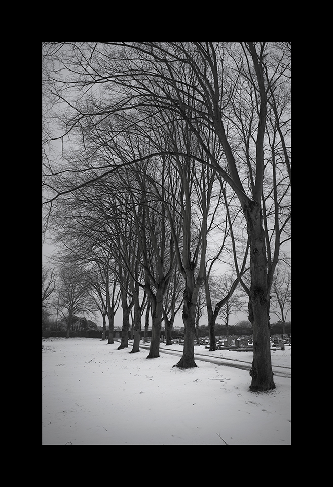 Trees Line in Snow by Nicholas M Vivian