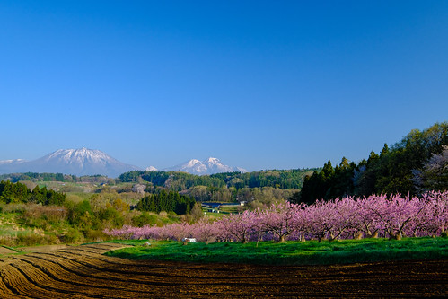 長野市 長野県 日本 jp japan nagano iizuna tankakyo mountain landscape sky spring pink green blue flower peach peachflower morning fujifilm xpro2 nature pinkflower