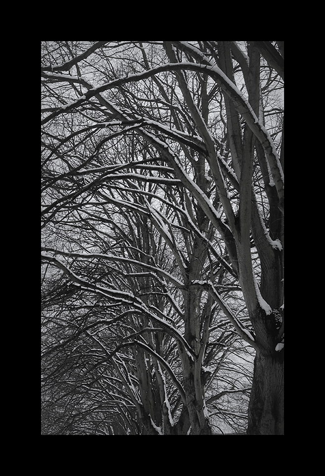 Snow on Branches by Nicholas M Vivian