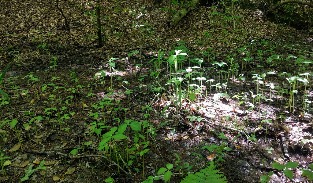 Campbell Creek Loop Trail