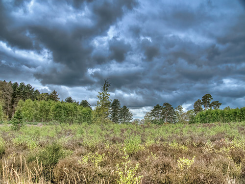 uk england bedfordshire sandy rspb landscape sky heath heathland trees natural nature spring clouds colour color