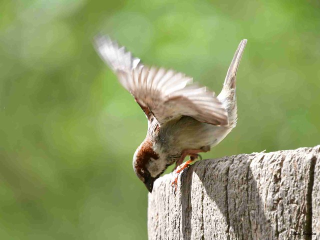 Spatz beim Abflug von einem Holzklotz // Sparrow on departure from a wooden block