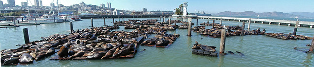 Sea Lions, San Fransisco harbour, 2003
