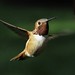 Hummingbird - Rufous (Selasphorus rufus) - male