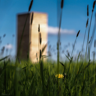 A meadow odyssey | by Eifeltopia