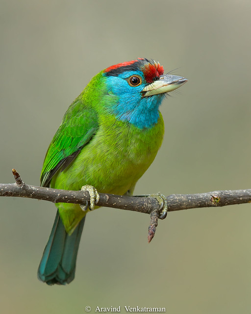 Blue Throated Barbet