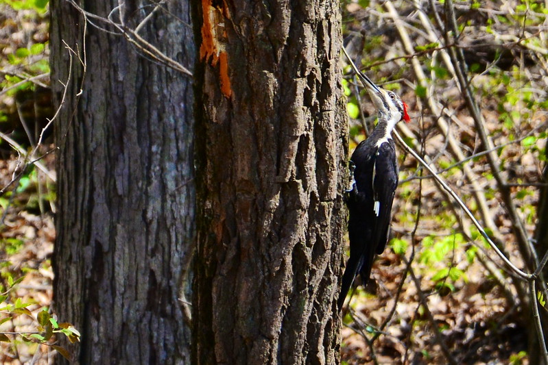 Female pileated woodpecker, Indiana Dunes State Park