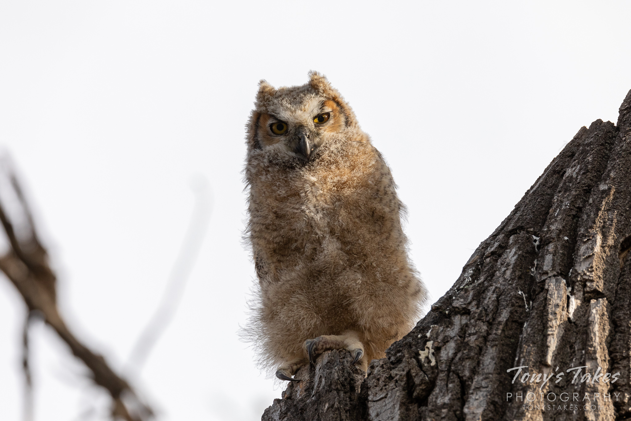 Great horned owl owlet stands tall, focuses on the photographer