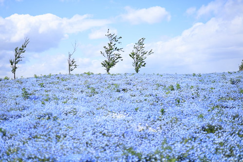 大阪市 舞洲 ネモフィラ祭り nemophila osaka japan maishima fields flower spring sky