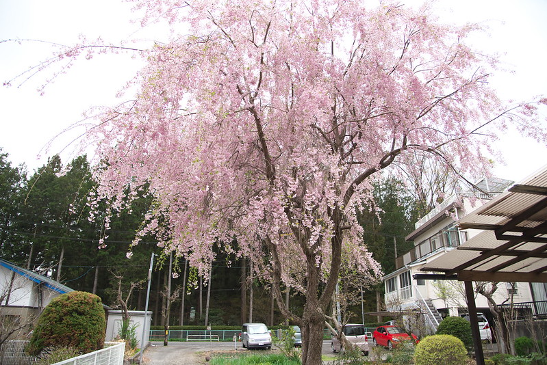 長野県岡谷市の枝垂れ桜