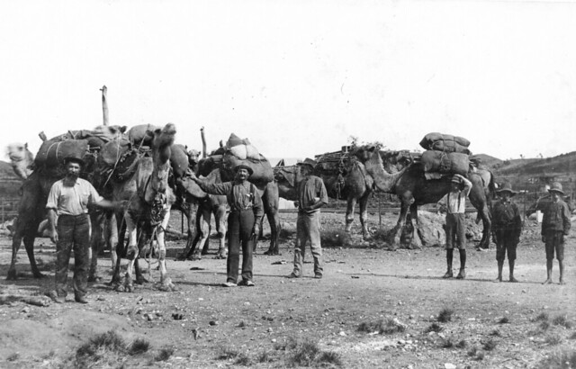 Loading camels with goods bound for Urandangie, Queensland