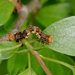 Mottled Umber caterpillar --- Erannis defoliaria