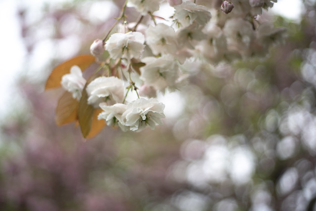 Blossom and Bokeh. Taken in Scotland’s National Book Town of Wigtown. Explored.