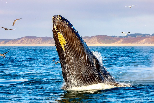 Humpback Whale