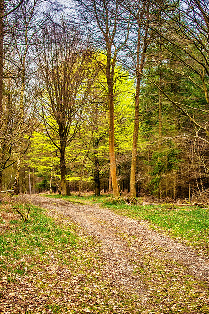 2019 04APR08 - CW WALK SPRING 2019 - 05 - EAST SUSSEX ASHDOWN FOREST - 100 ACRE WOOD (2 of 2)