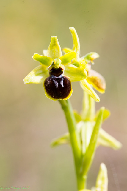Ophrys petite araignée.