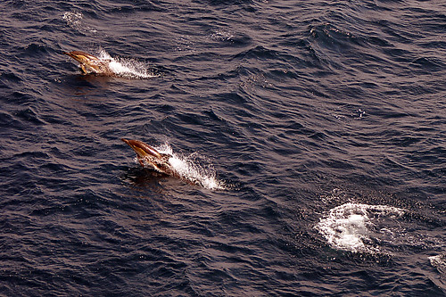 rainbowofnature supersix photographyvision water dolphins sea