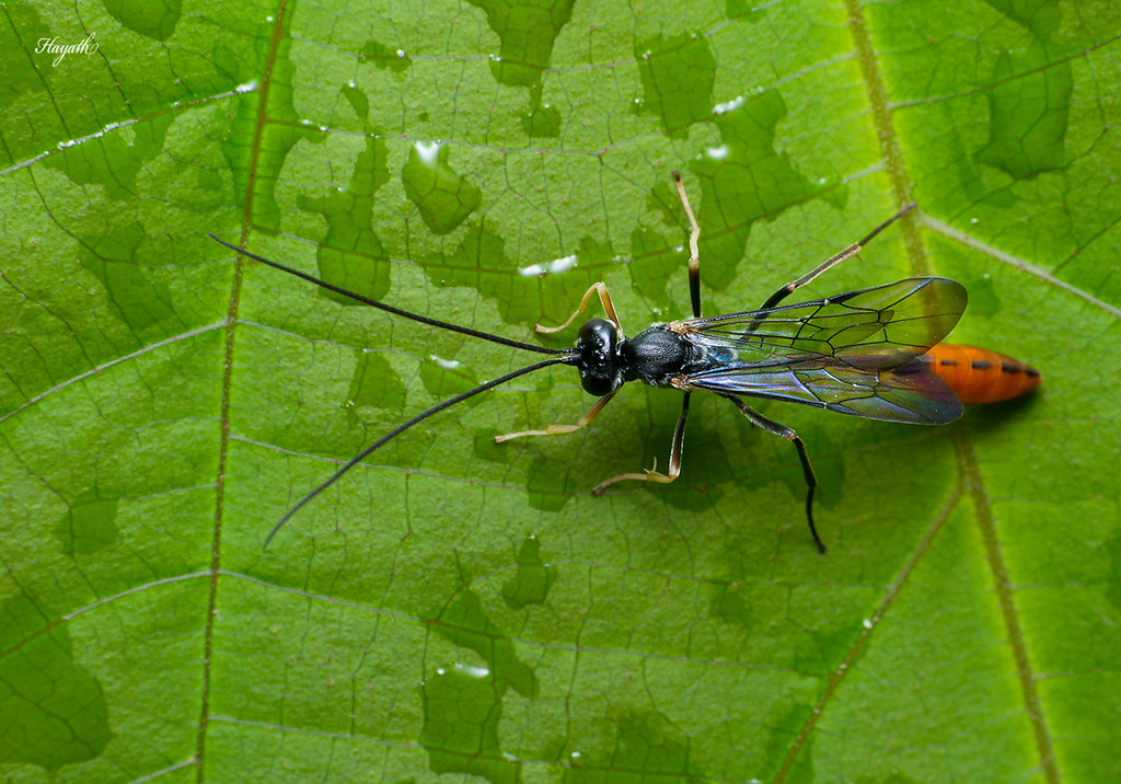 Wasp for ID