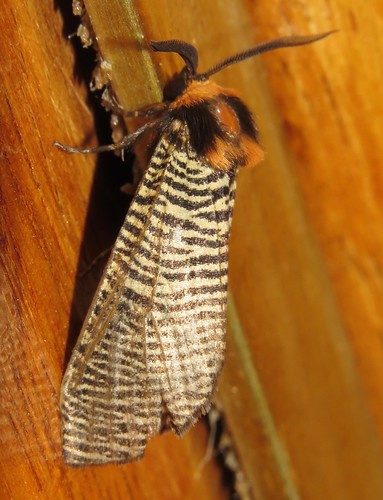 arctiinae erebidae lepidoptera moth peru richhoyer