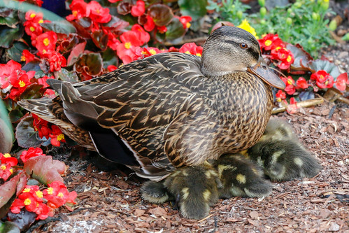 Mallard mother and ten ducklings at Disney World
