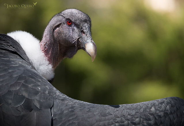 Cóndor andino/ Andean Condor (Vultur gryphus)